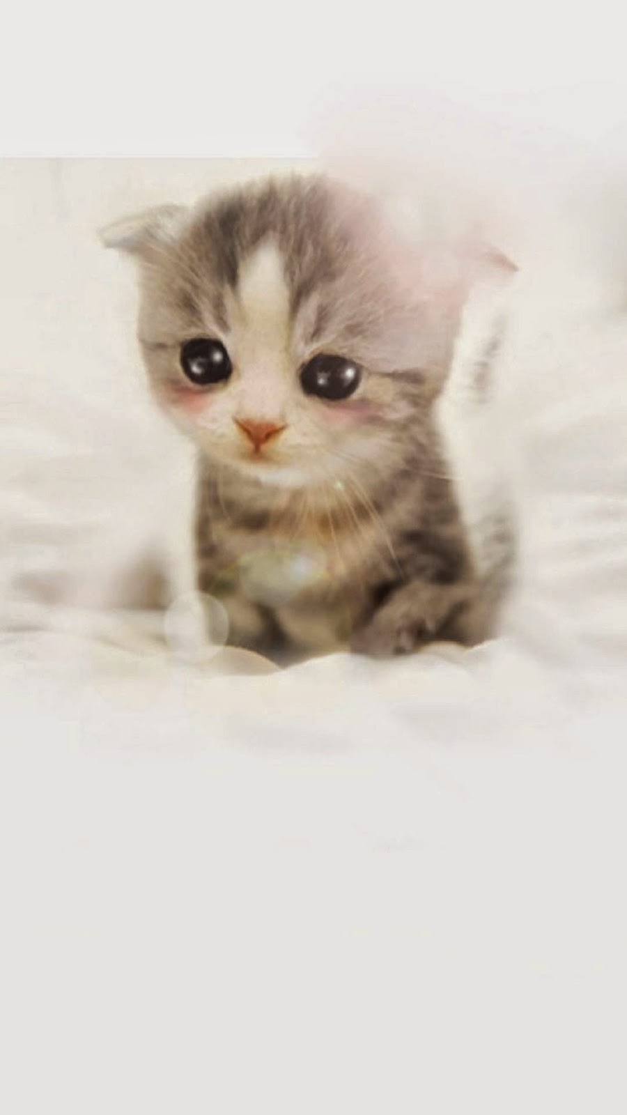 Wallpaper Android Gambar Kucing Imut Lucu - WallpaperShit