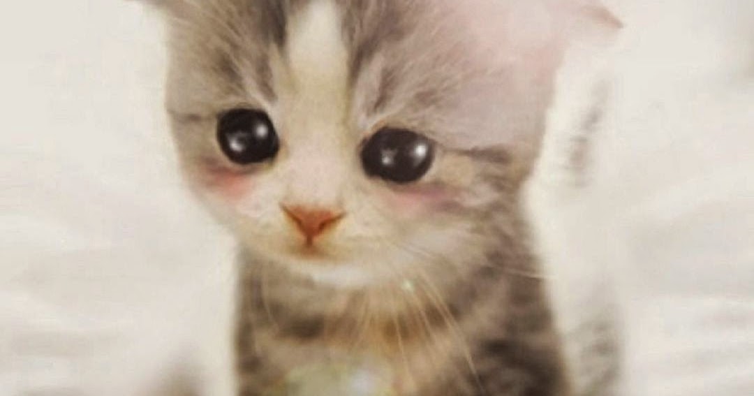 Anak Kucing  Imut Lucu Sekali Android  Wallpaper  Binatang