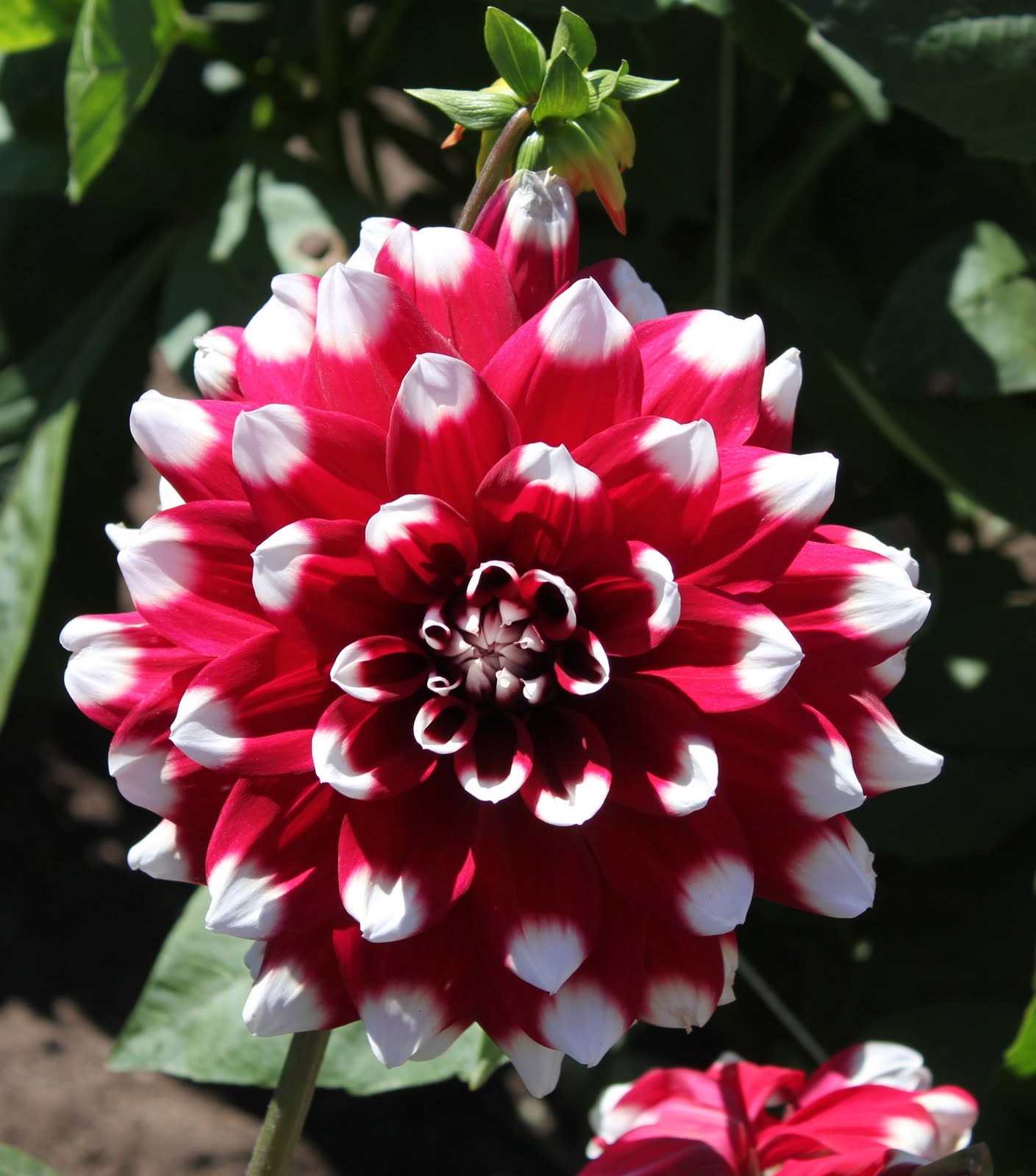 San Francisco FYI net Dahlia Dell the most beautiful place in the world!