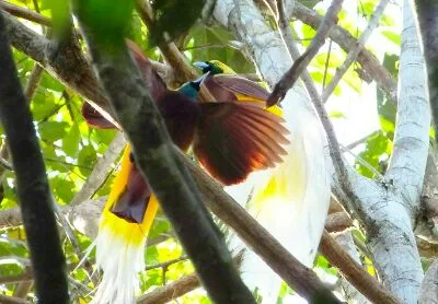 Birds of Paradise watching tour in West Papua