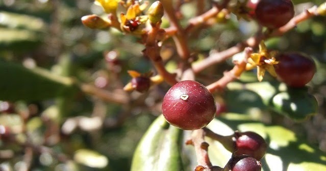 P3050718%2b-%2bcopia