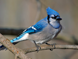 jay jays bluey flying birds bird wild toronto
