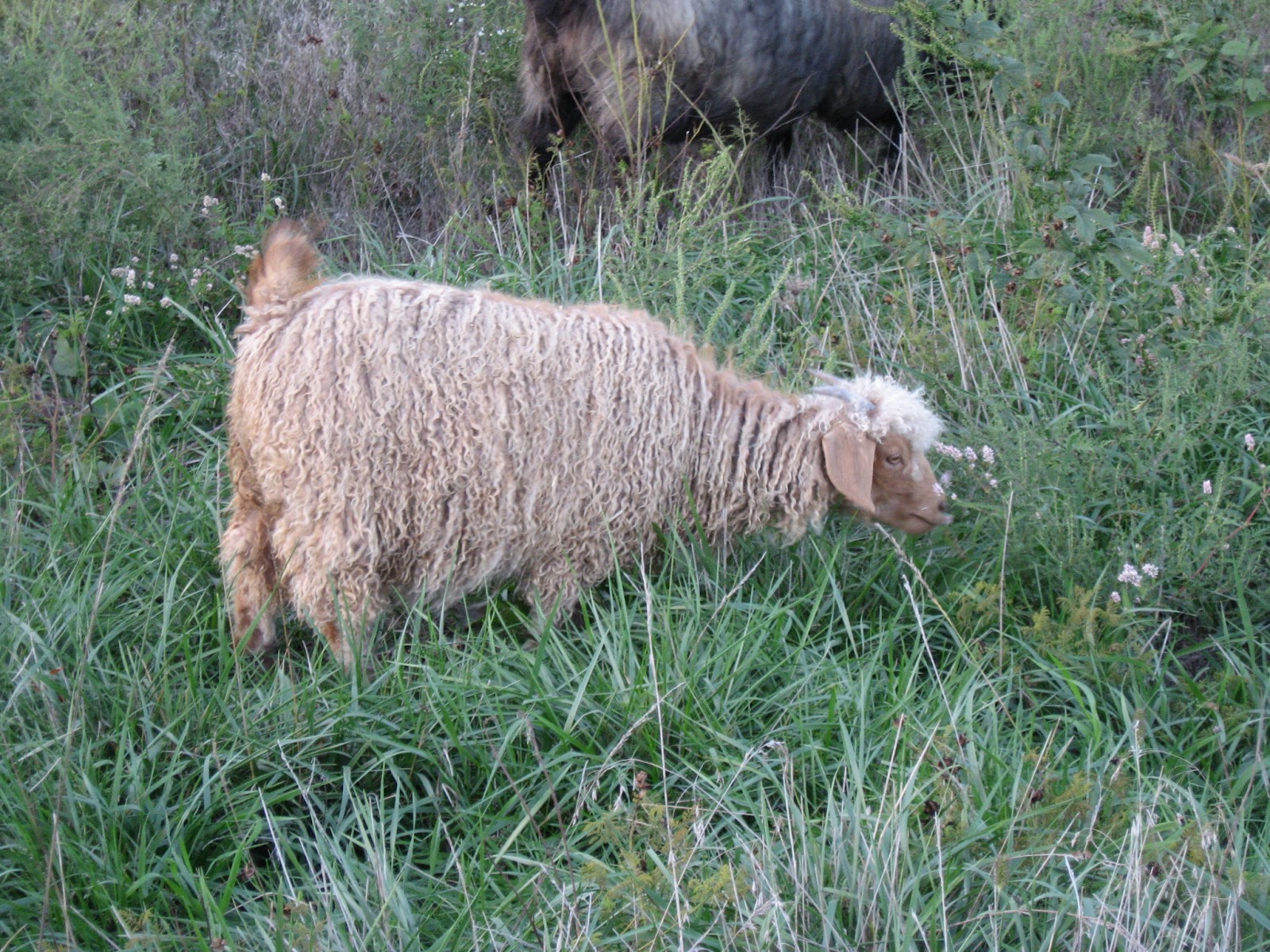 Kansas Fiber Farm Angora goats for sale