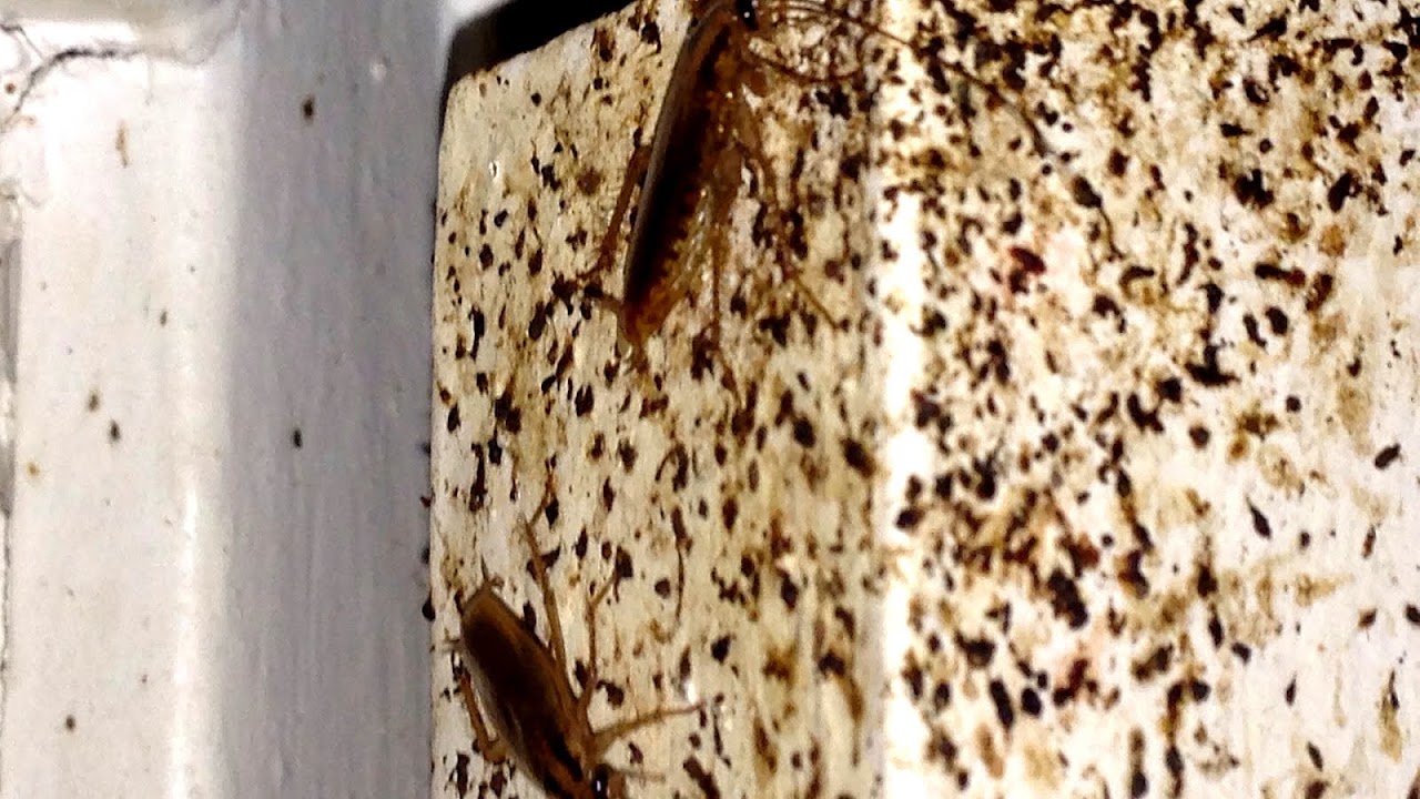 German Cockroach Treatment German Choices