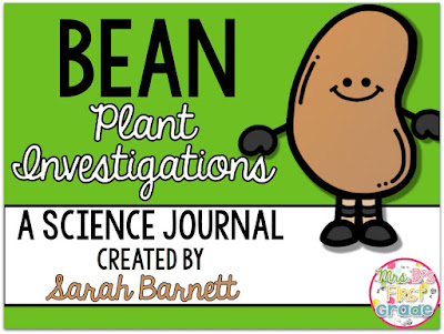 Bean Plant Investigations! - The Primary Punchbowl