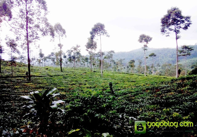 Kebun Teh Jamus Ngawi Kebun Teh Jamus Ngawi