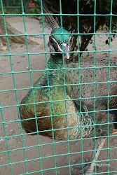 merak hijau kebun binatang ragunan jakarta