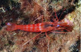 Lysmata seticaudata, Udang Bersih udang cantik