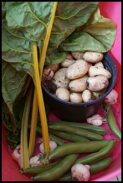 harvest trug!! - Carrie Gault 2018