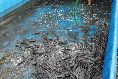 5 Tips Jitu Memelihara Ikan Lele Agar Tidak Sering Mati