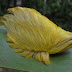 In Case You Had Forgotten, Donald Trump's Hairpiece Found Living in the Amazon Rainforest