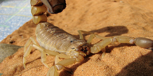 Escorpión dorado Escorpión dorado