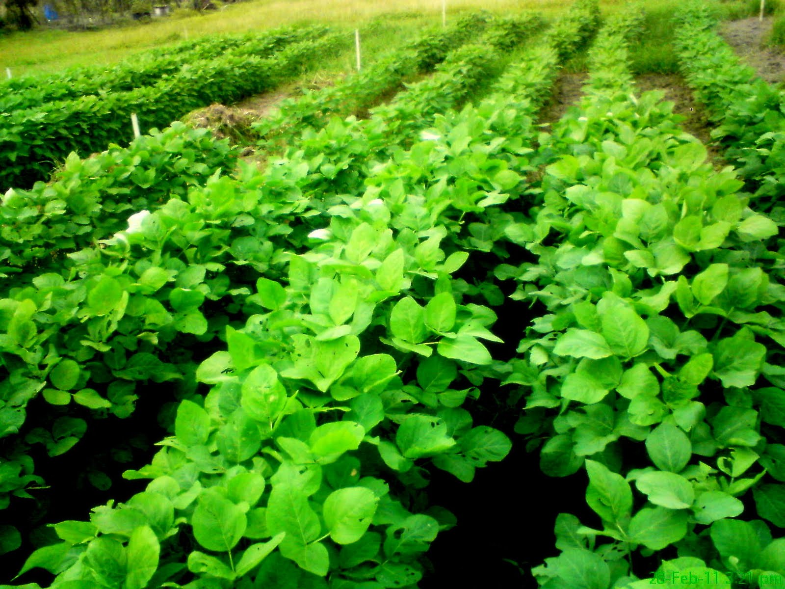What Does A Soybean Plant Look Like Plant Ideas
