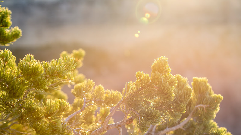 Pine Tree in the Sunlight