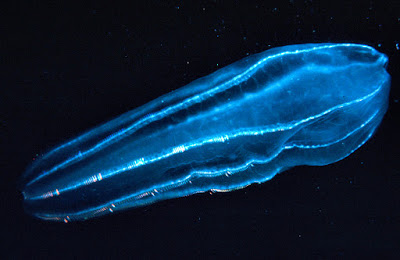 La bioluminiscencia es la producción y emisión de luz por un organismo vivo