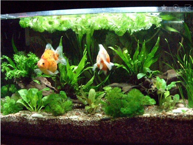 Cara Desain Hiasan Aquarium  Untuk  Ikan  Koki  yang Baik dan 