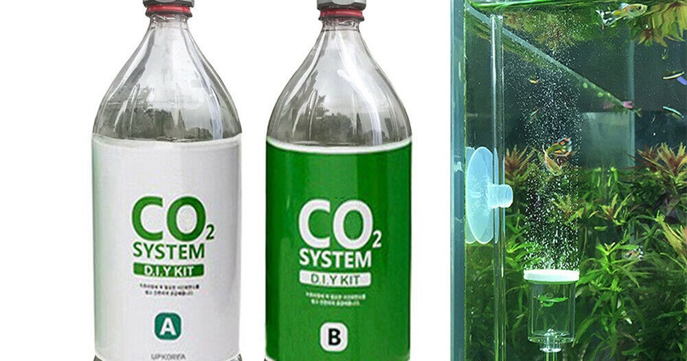Cara Membuat Co2 Diy Untuk Aquascape Ragul Dan Cisod