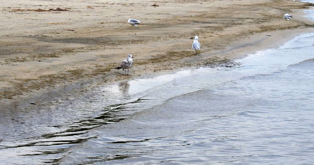 A couple of seagulls along the beachfront.