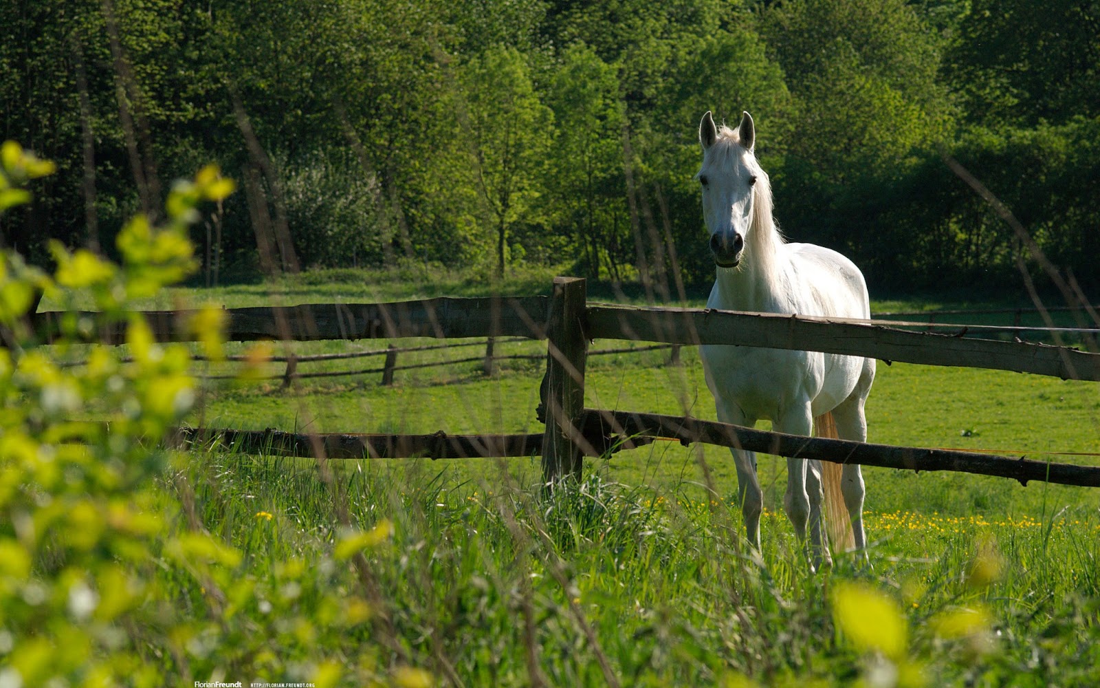 Actresses HD Wallpapers: horse hd wallpapers