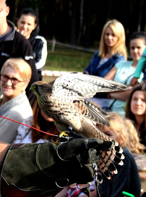 pustułka Miracolo, Pustułka zwyczajna (Falco tinnunculus)