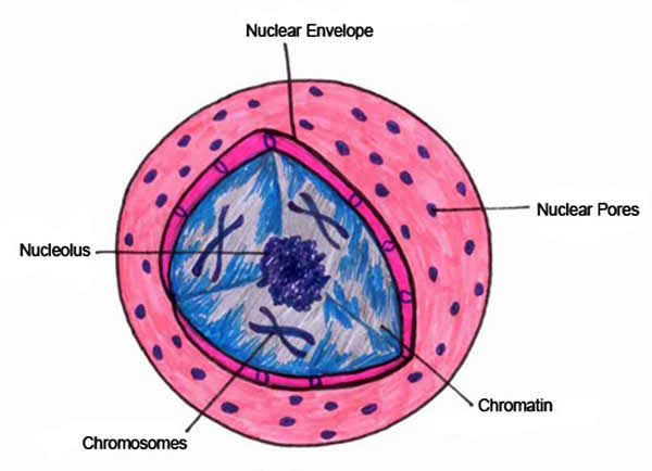 Nucleus diagram