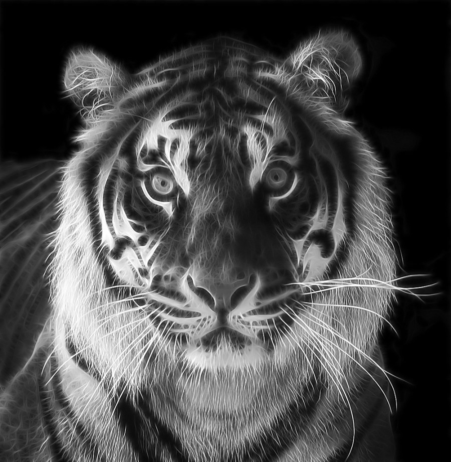 Fractal | big cats white tigers | ART TWO