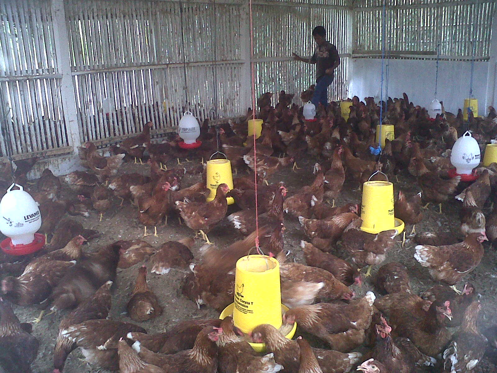 Kodrat Botji: Budidaya Ternak Ayam Ras petelur