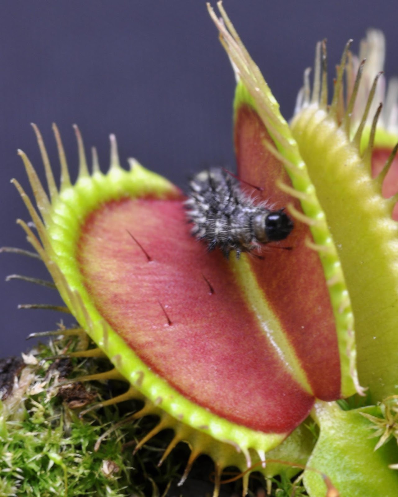  Venus  flytrap exploits plant  defenses in carnivorous 