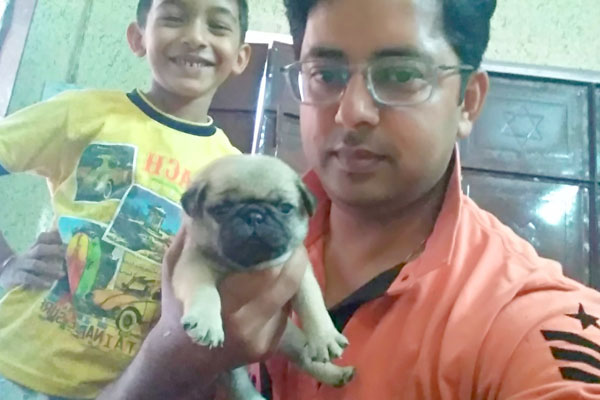 Beautiful Pug Puppies for show homes in Jalandhar