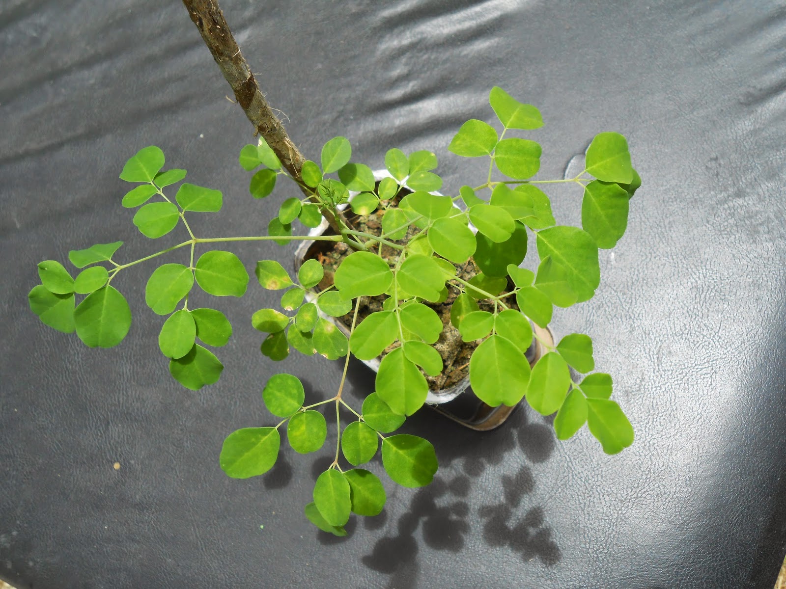 moringa seedling moringa seedling