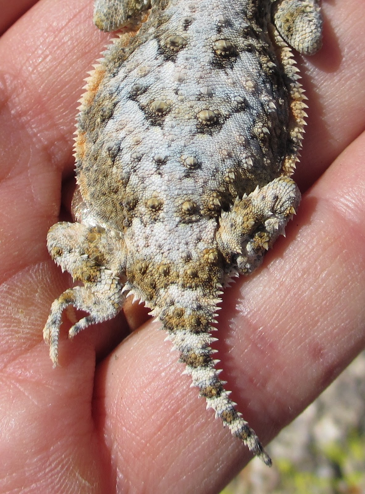 Cannundrums Southern Desert Horned Lizard