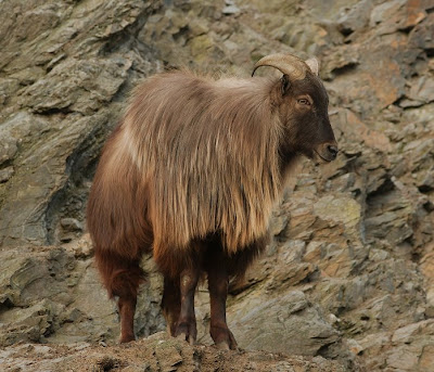 trusty tahr