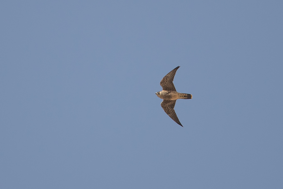 Barbary Falcon - Falco pelegrinoides