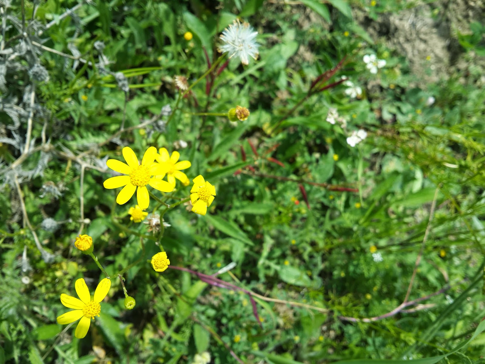 Safranbolu'da Safran ve Arı