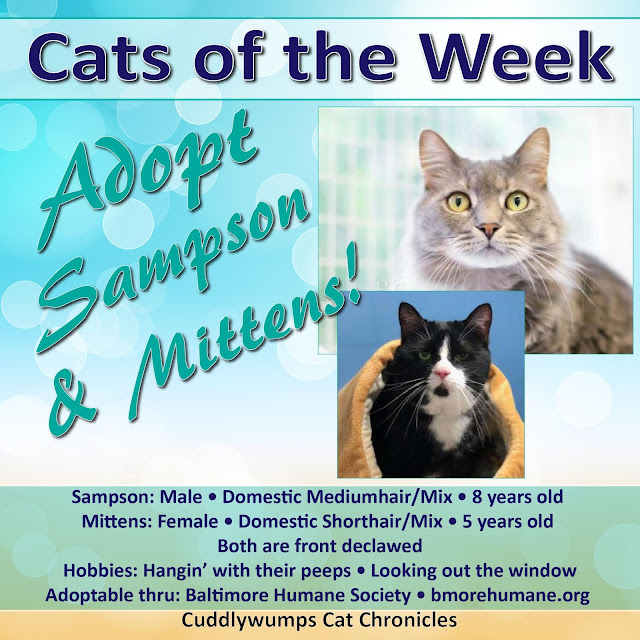 Adopt Sampson and Mittens Adopt Sampson and Mittens