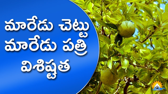 శ్రీఫలము | మారేడు చెట్టు | మారేడు కాయ | Maredu శ్రీఫలము | మారేడు చెట్టు | మారేడు కాయ | Maredu | Bael | Aegle marmelos | Maredu Chettu | Maredu Kaya | Maredu Dalam | Maredu Dhalam | Maredu Patri | Mohanpublications | Granthanidhi | Bhakthipustakalu | Bhakthi Pustakalu | Bhaktipustakalu | Bhakti Pustakalu | BhakthiBooks | MohanBooks | Bhakthi | Bhakti