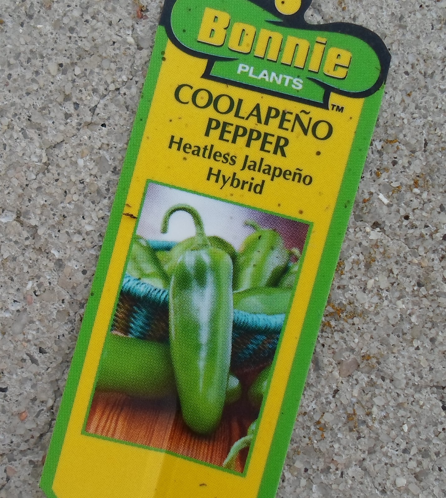 Happier Than A Pig In Mud Satuday Snippet Coolapeno Peppers?