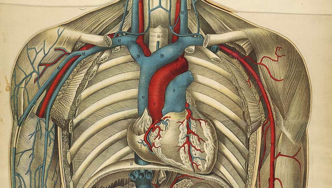 Левая подключичная вена. Анатомия подключичной вены. Анатомия подключичной артерии и вены. Правая подключичная Вена. Подключичная Вена (Vena subclavia).