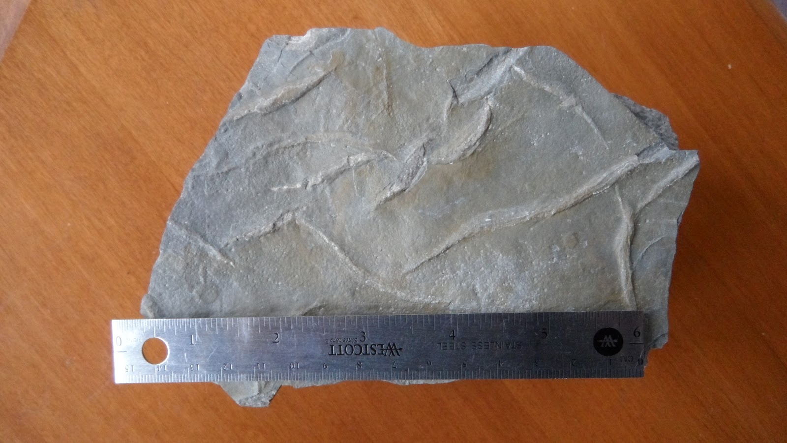 Fossils and Geology of Lanark County, Ontario: From Trails, to Mud ...