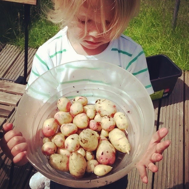 homegrown potatoes