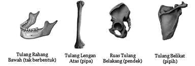 Pengertian Tulang Pipih Dan Jenis Jenisnya Beserta Fungsi | Cara ...