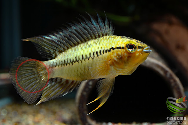 Apistogramma cf. sp. pacman