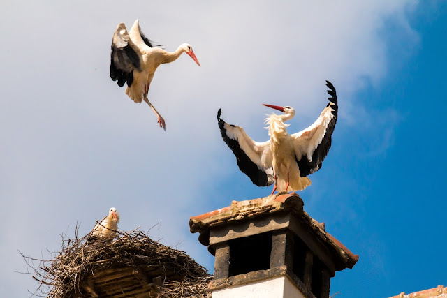 Bird Flying During Daytime HD Wallpaper Bird Flying During Daytime HD Wallpaper