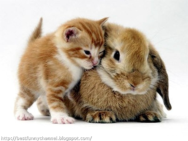 Cute bunny and kitty.