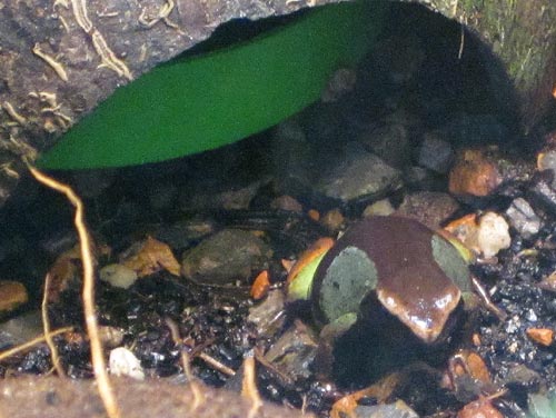 Painted Mantella Painted Mantella