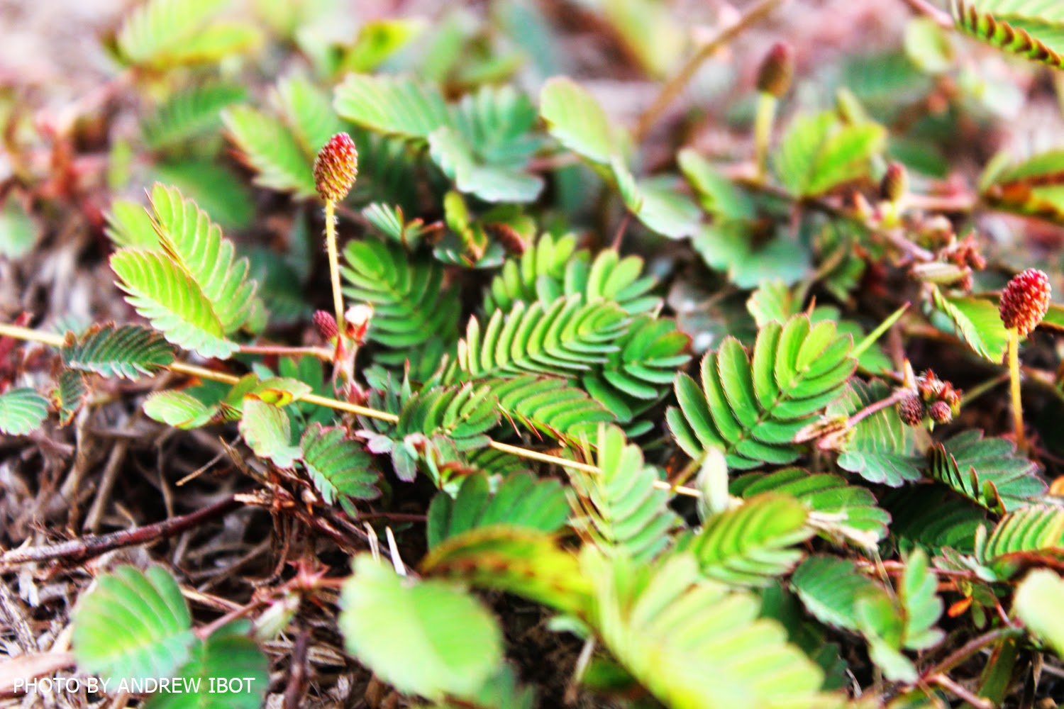Ako si ANDREW IBOT! Makahiya (Mimosa pudica L)