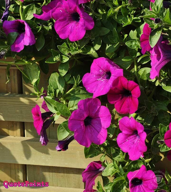 Good Morning Flower Images Free Download Good Morning Flower Images Free Download
