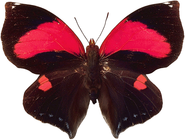 Mariposas - Butterflies