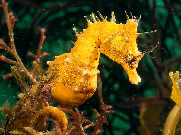 seahorse_704_600x450