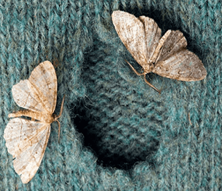 How To Prevent Moths In The Clothes All Pictures Of Moths
